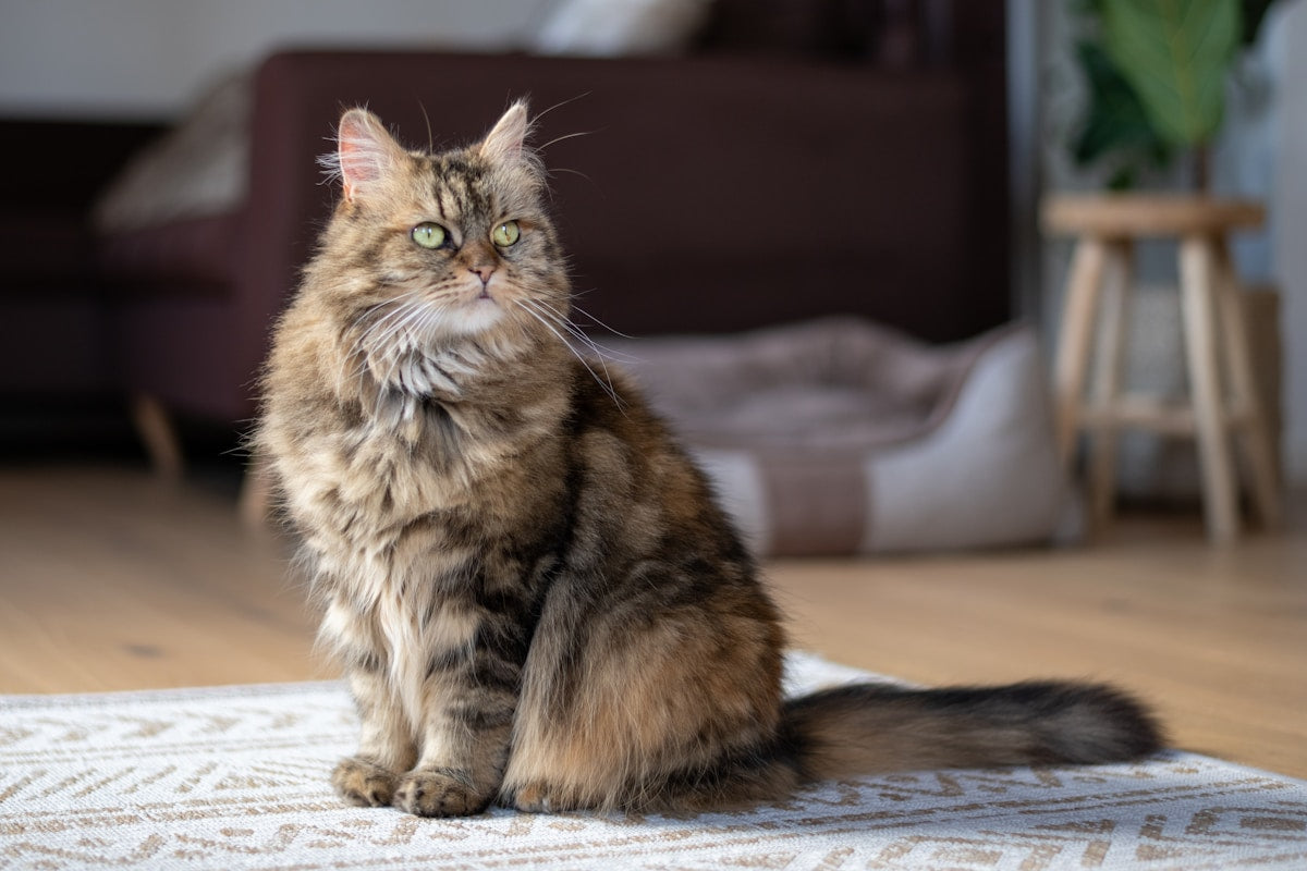 Maine Coon cat with tufted ears