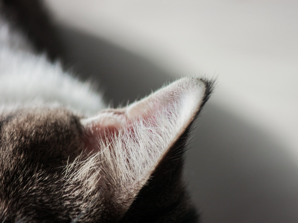 Cat being examined for ear health by veterinarian