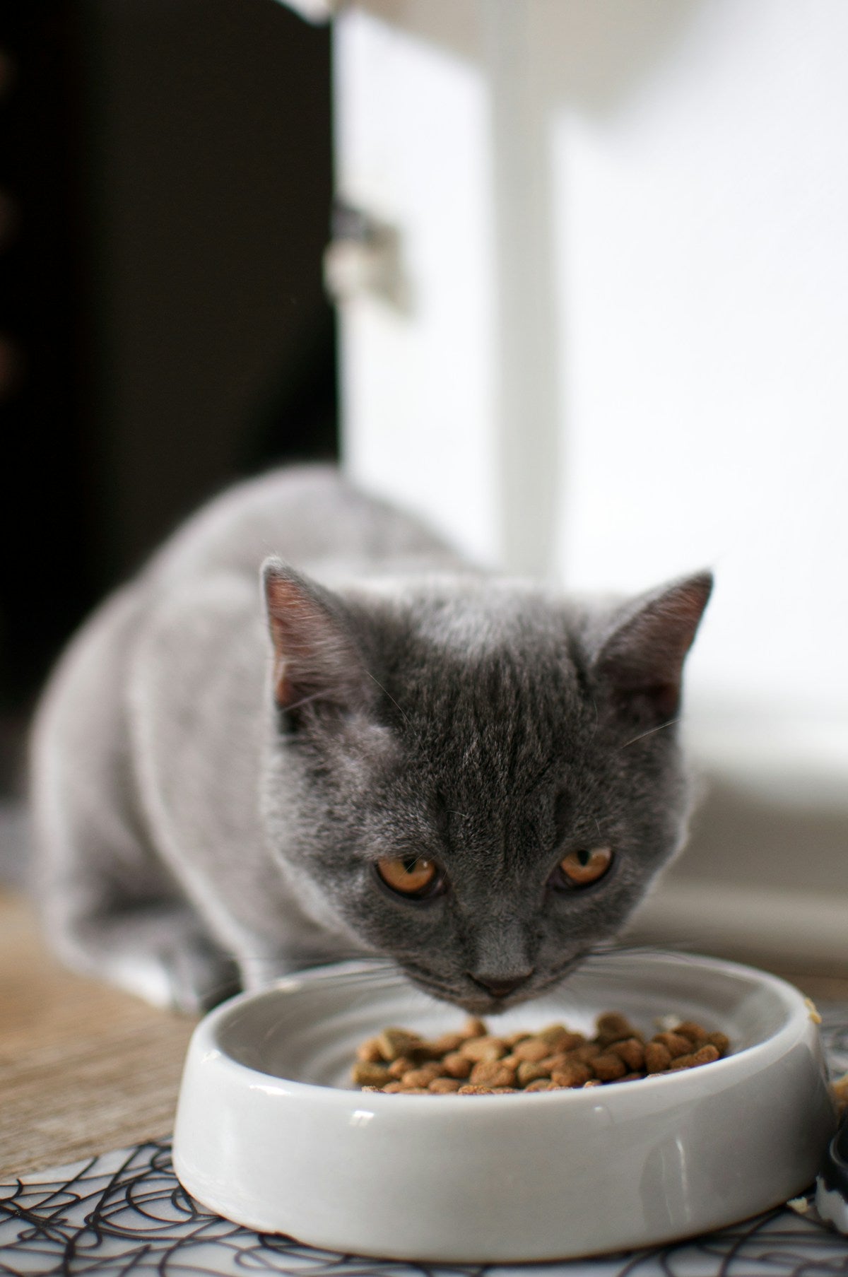 Cat Dental Diet: Best & Worst Foods for Feline Oral Health (2026)
