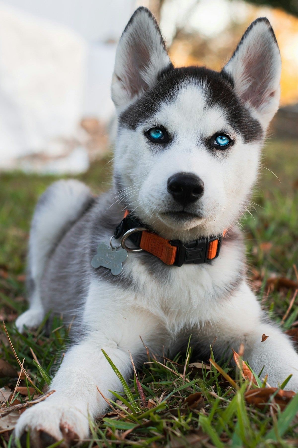 Siberian husky dog dental care