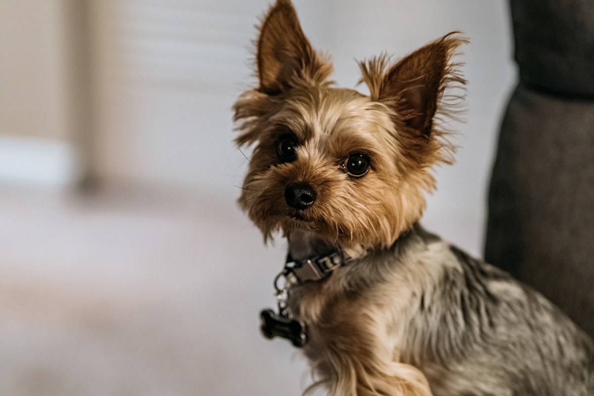 Yorkie & Toy Breed Dental Care: Complete Guide (2026)