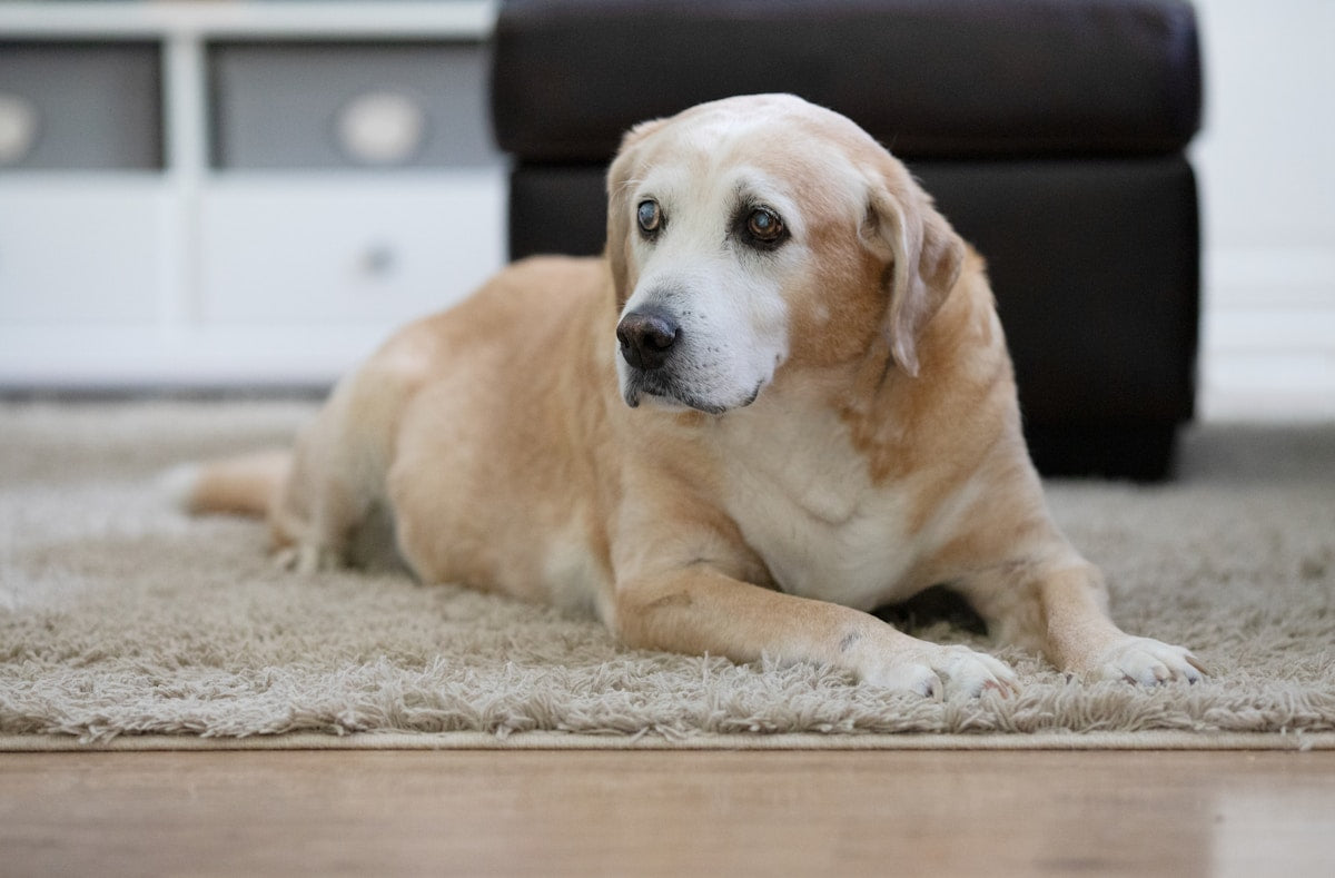 Senior dog bad breath - gentle dental care for an older dog