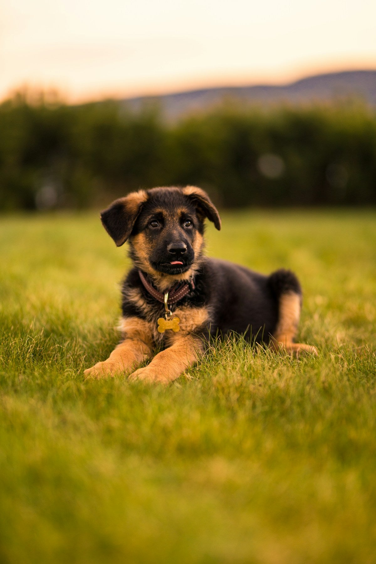 Puppy Teeth Cleaning Without Brushing: Gentle Methods for Young Pups (2026)