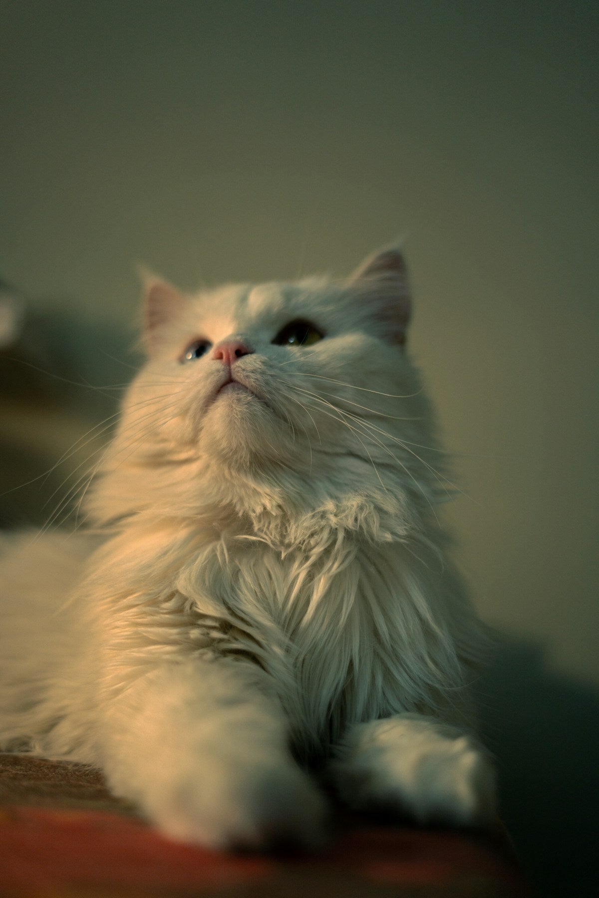 Flat-Faced Cat Ear Care: Complete Guide for Persians, Exotics & British Shorthairs (2026)