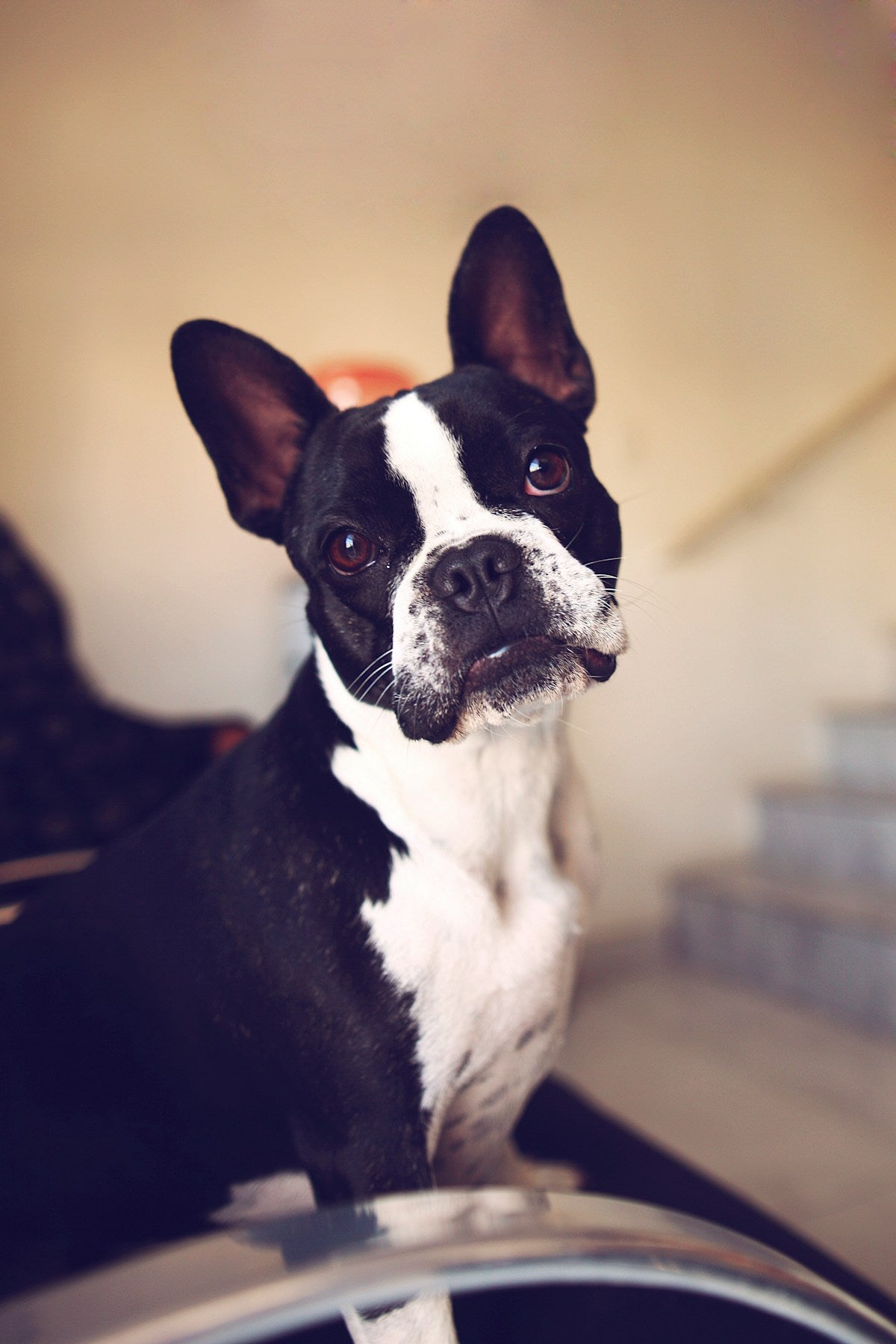 Boston Terrier with healthy teeth