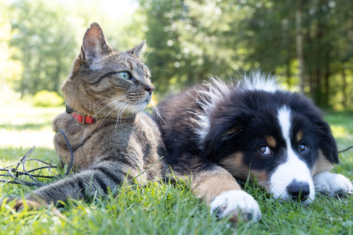 Puppy vs Kitten Teething: Complete Comparison & Care Guide (2026)