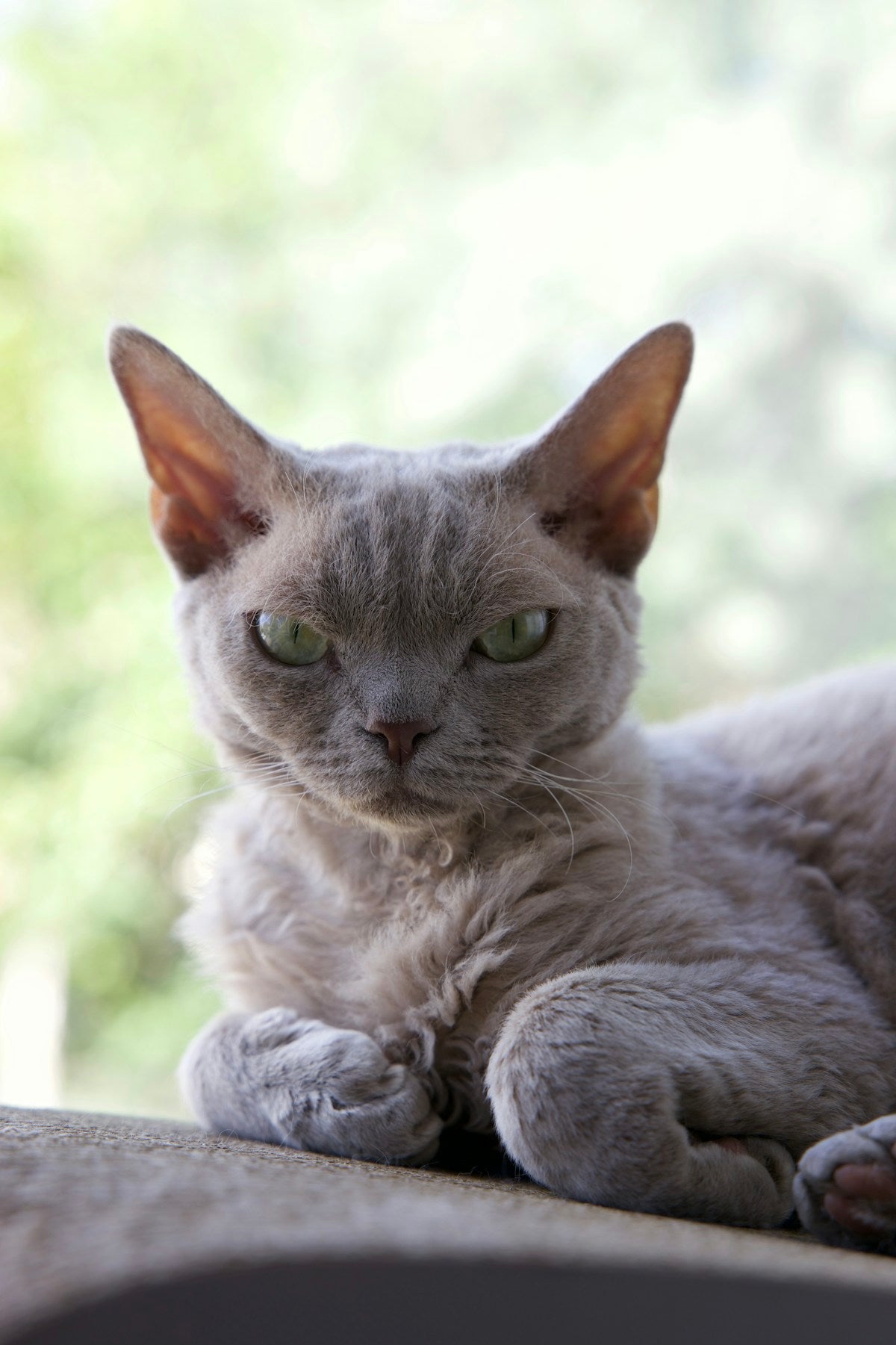 Devon Rex cat close-up portrait