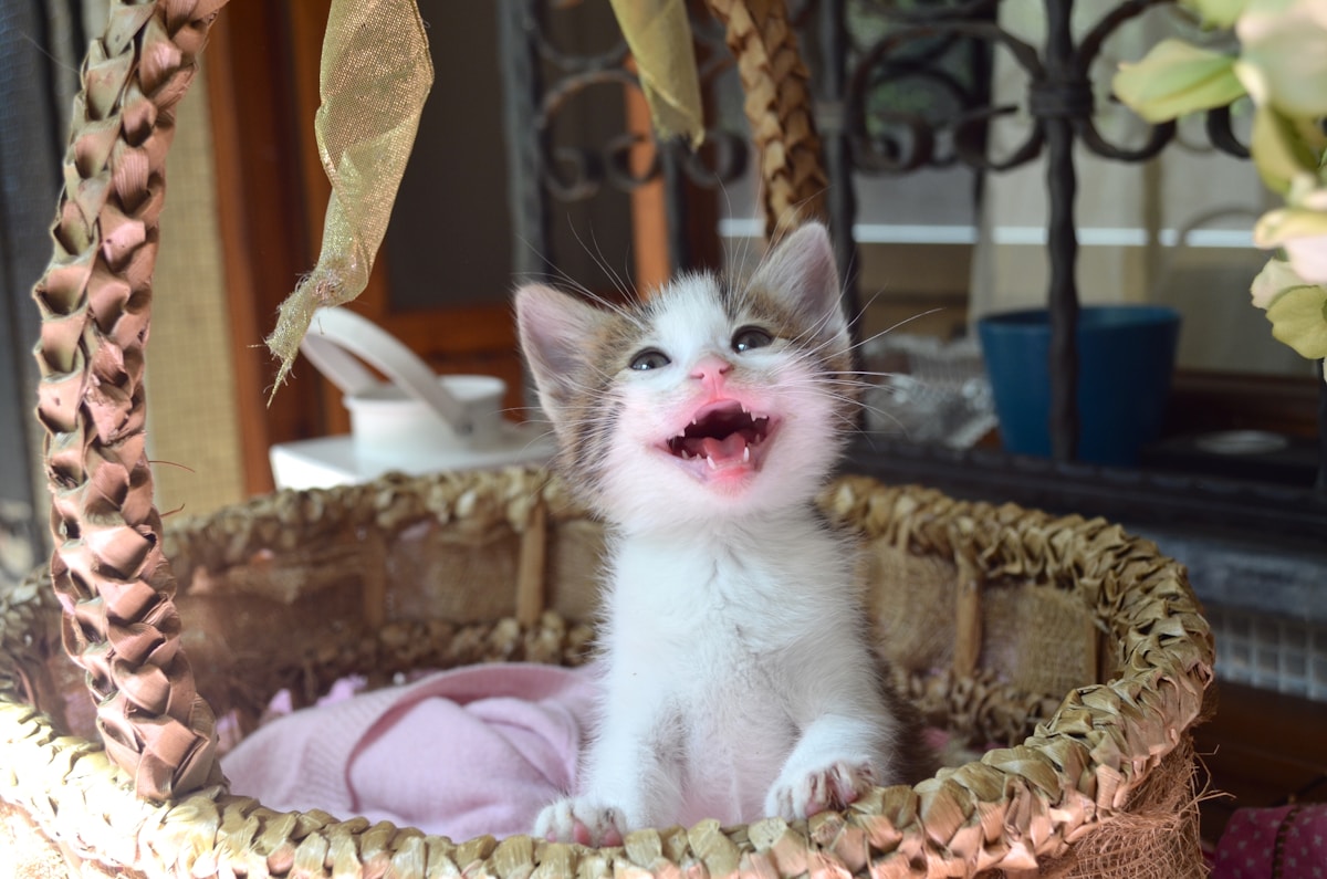 Kitten showing teeth during teething stage