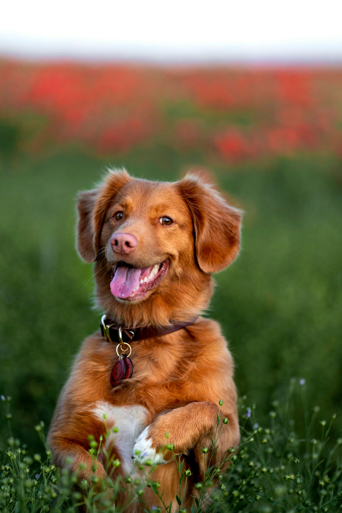 Summer Dog Dental Care: How Hot Weather Affects Your Dog's Oral Health (2026)