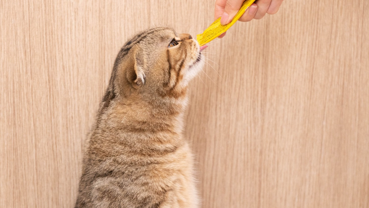 How often to brush your cat's teeth - cat dental cleaning schedule