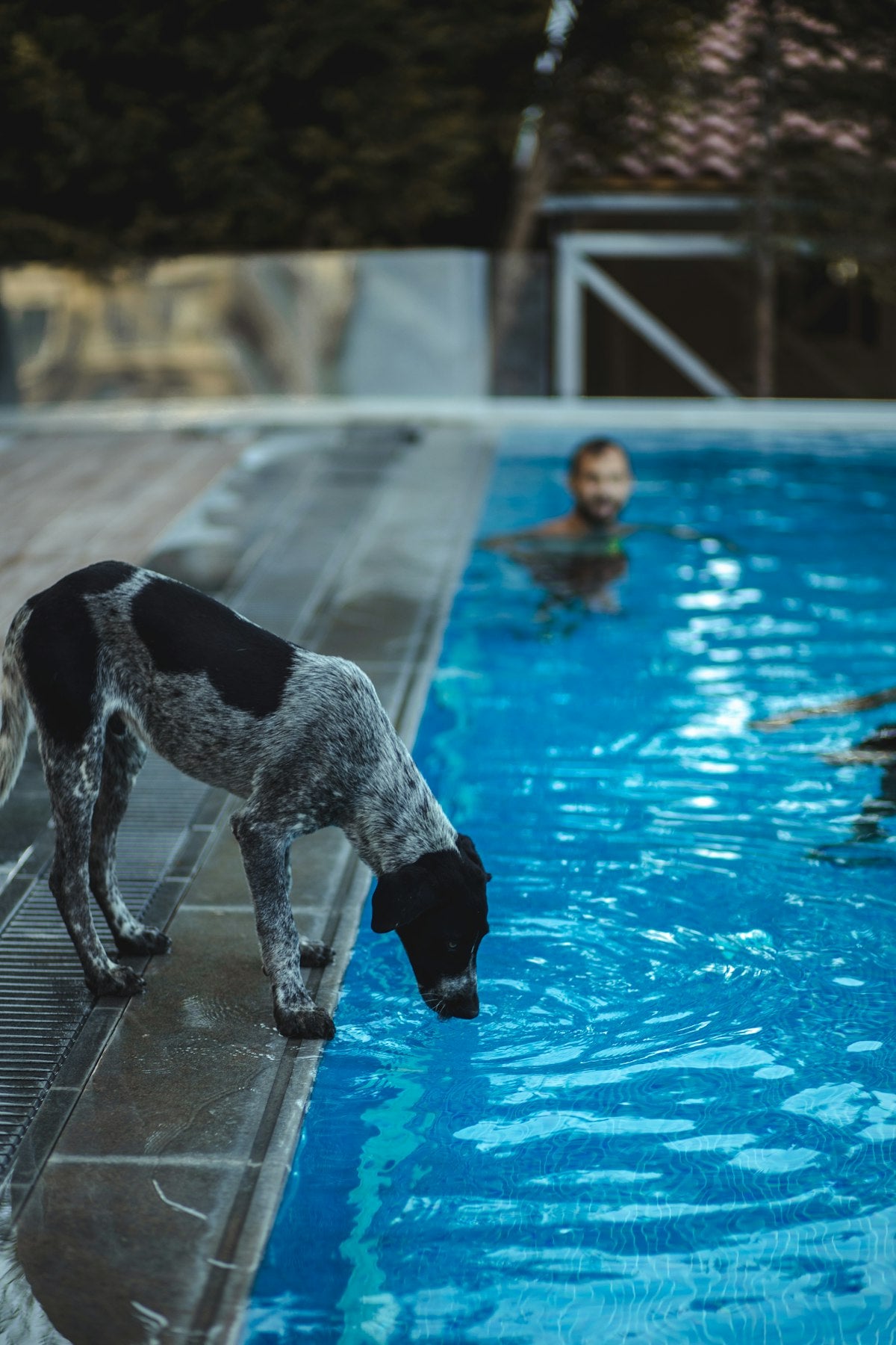 Summer Pet Care: How to Protect Your Dog's Teeth & Ears in Hot Weather (2026)