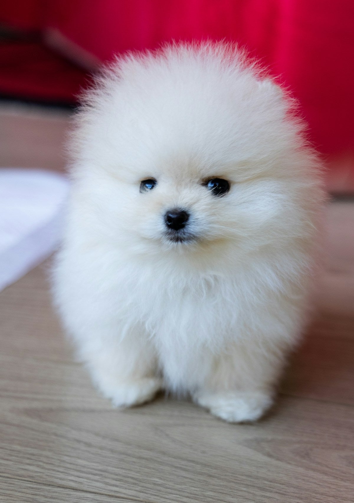 White Pomeranian puppy — Pomeranian dental care guide