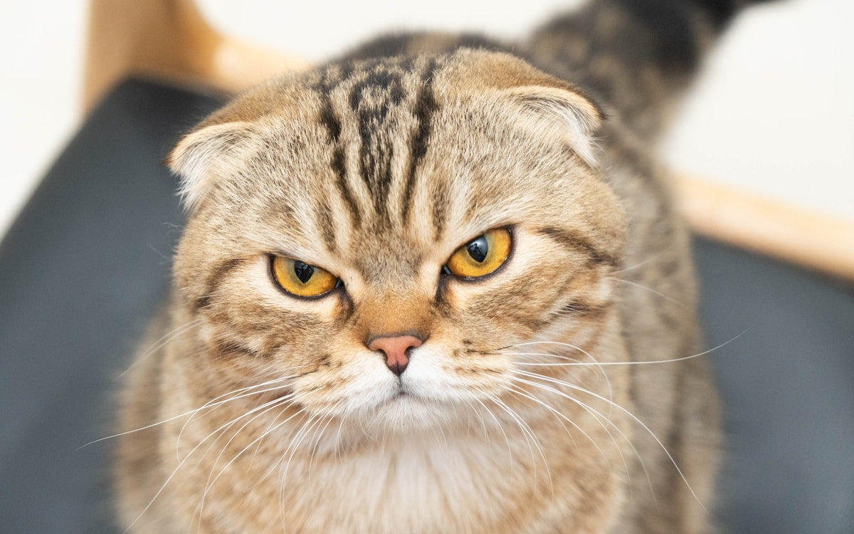 Close-up of a tabby cat looking at the camera