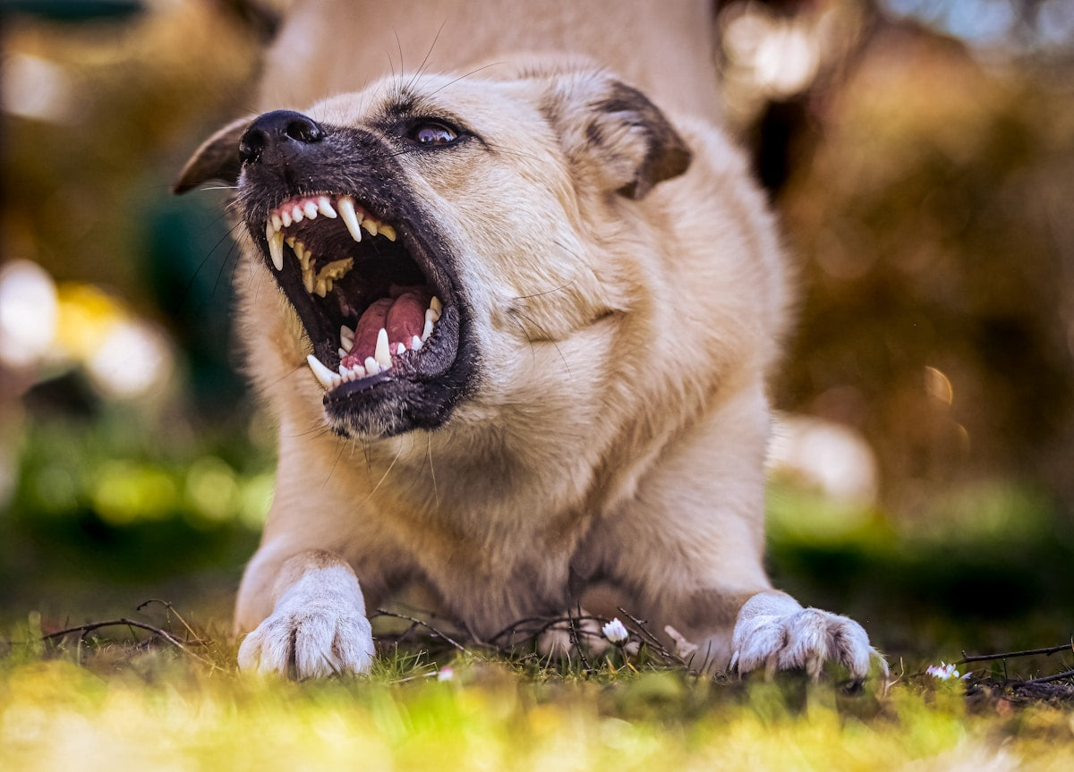 RunyePet Extra-Large Dental Wipes: The Complete Guide for Large Breed Dogs (2026)