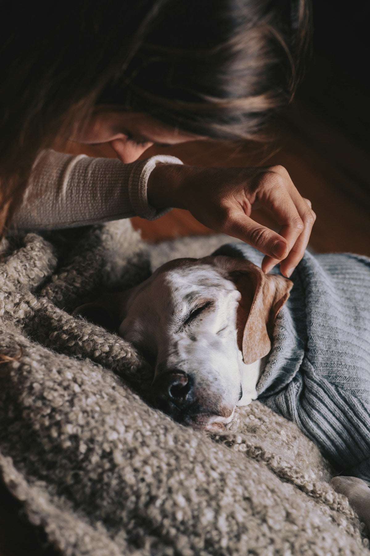 Person holding a small brown and white dog — dog ear cleaning care