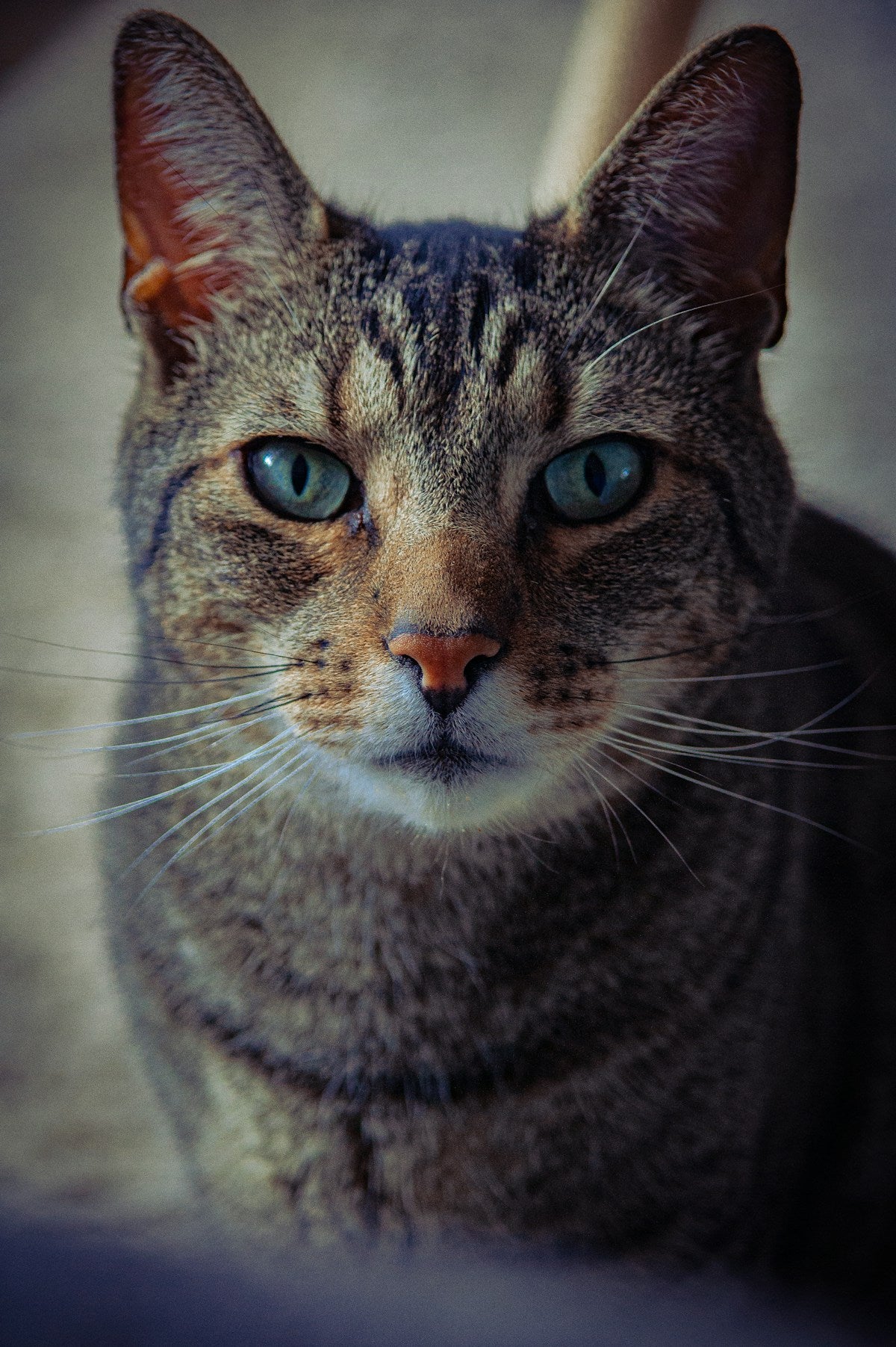 Close-up of a senior tabby cat's face