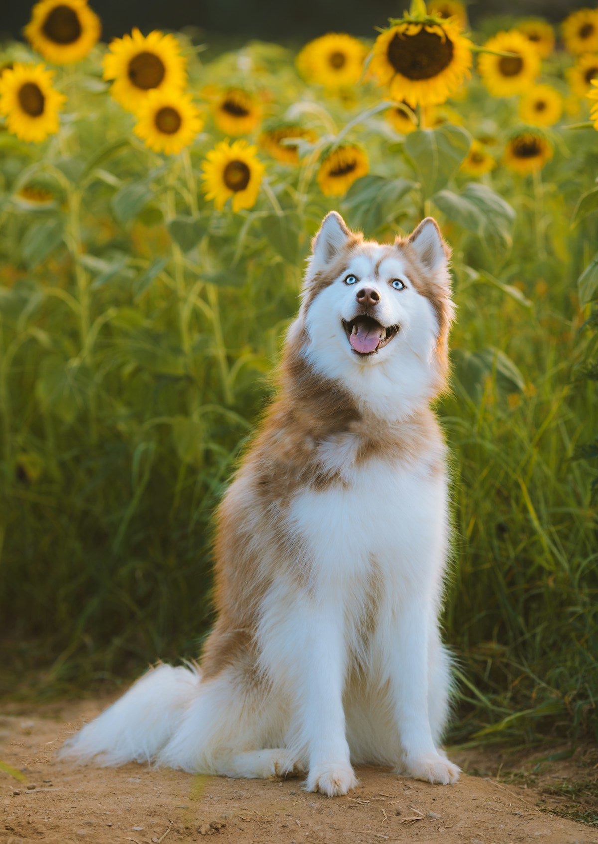 Siberian Husky puppy outdoors with upright ears