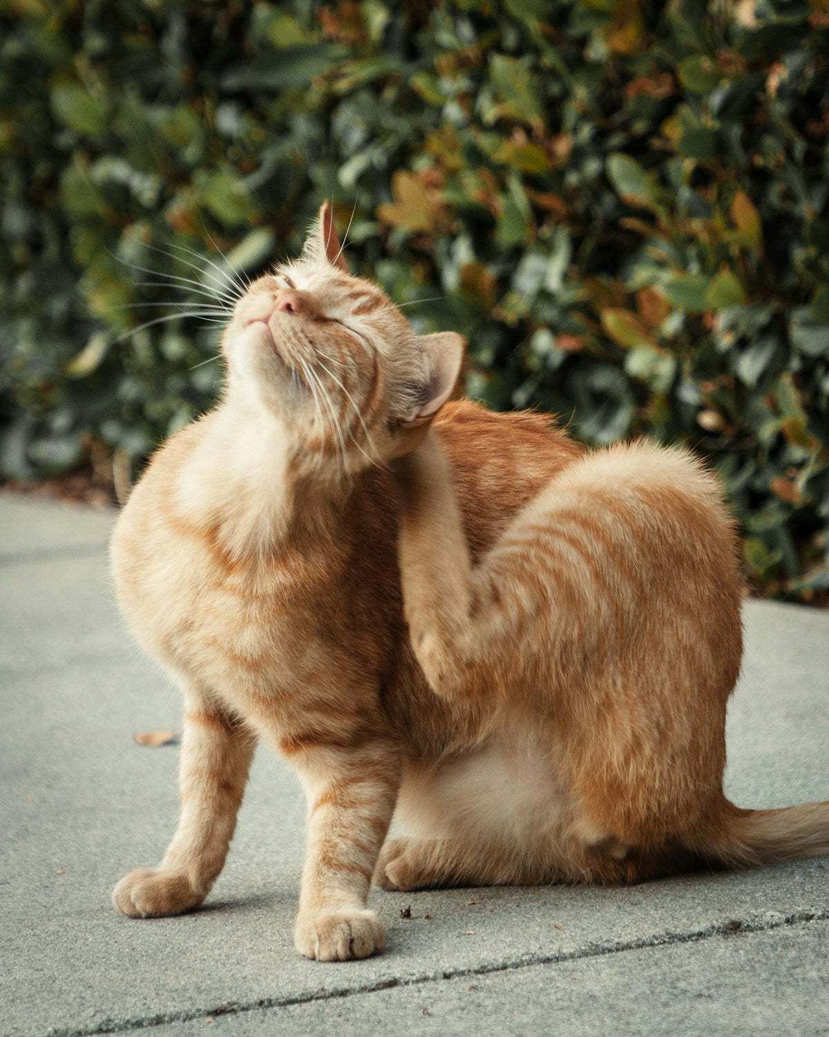 How Often to Clean Cat Ears: Complete Schedule & Best Practices (2026)