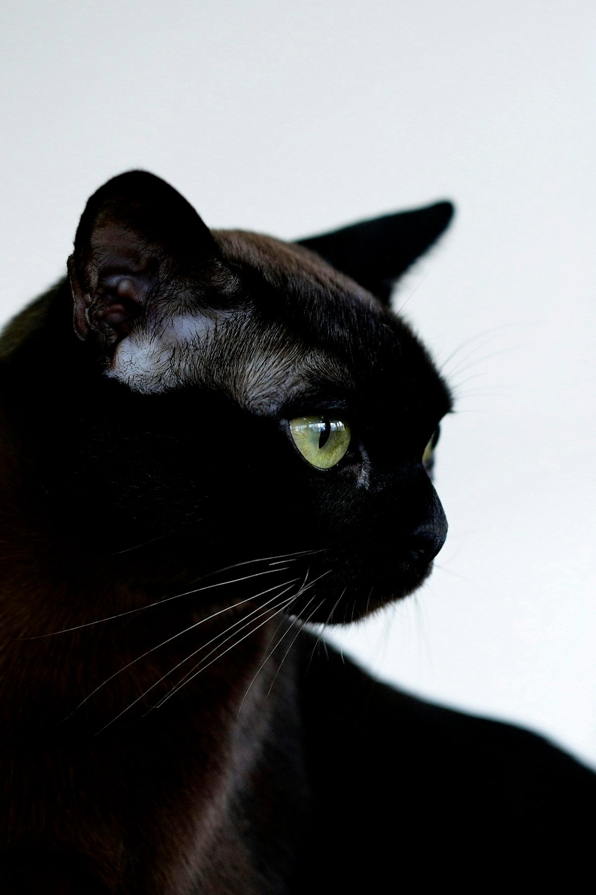 Burmese cat with golden eyes