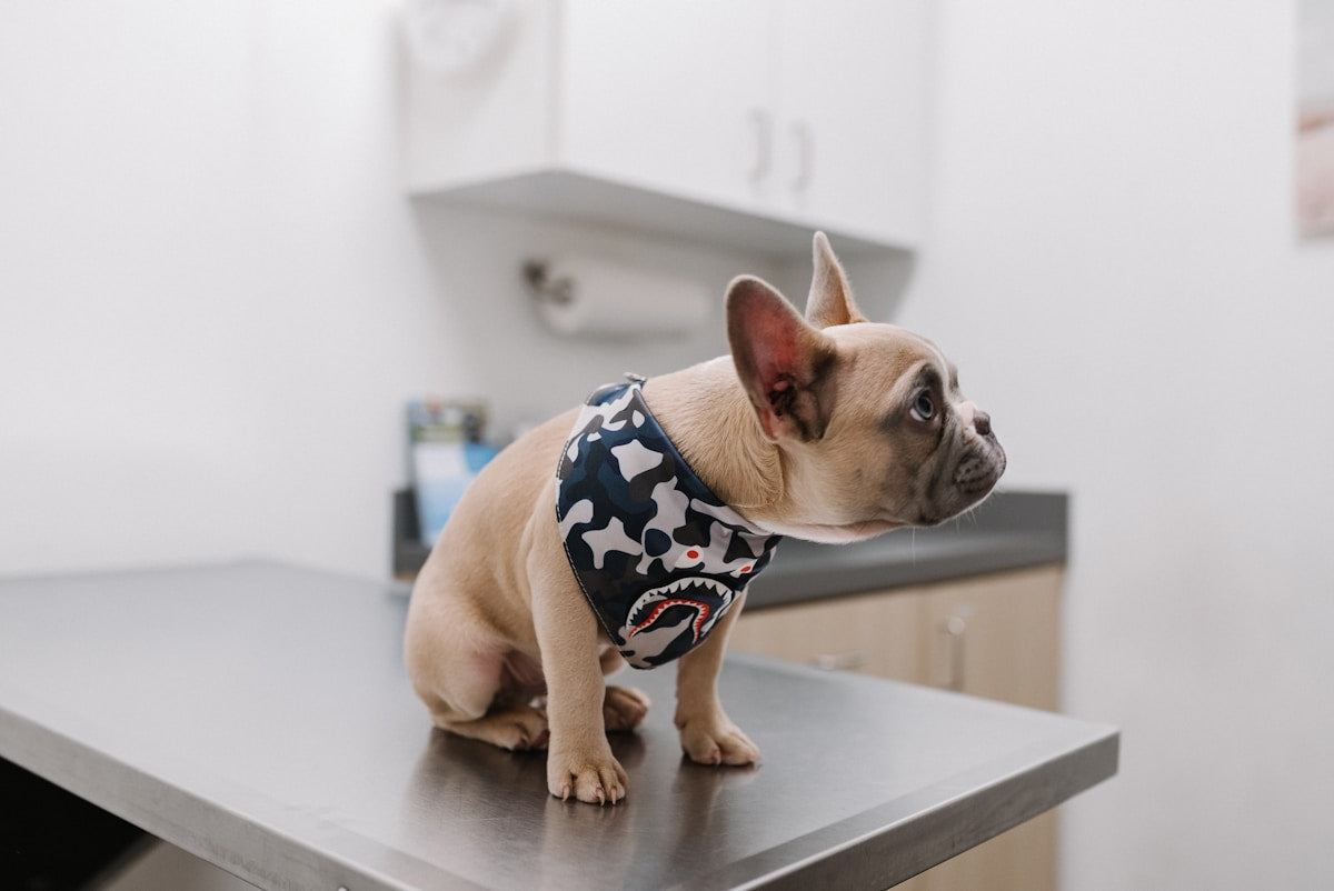 Dental Care for Dogs with Heart Disease (2026)