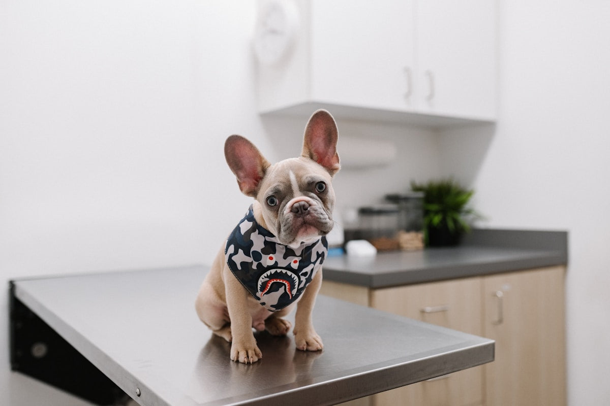Veterinary dental care for pets - VOHC approved products guide