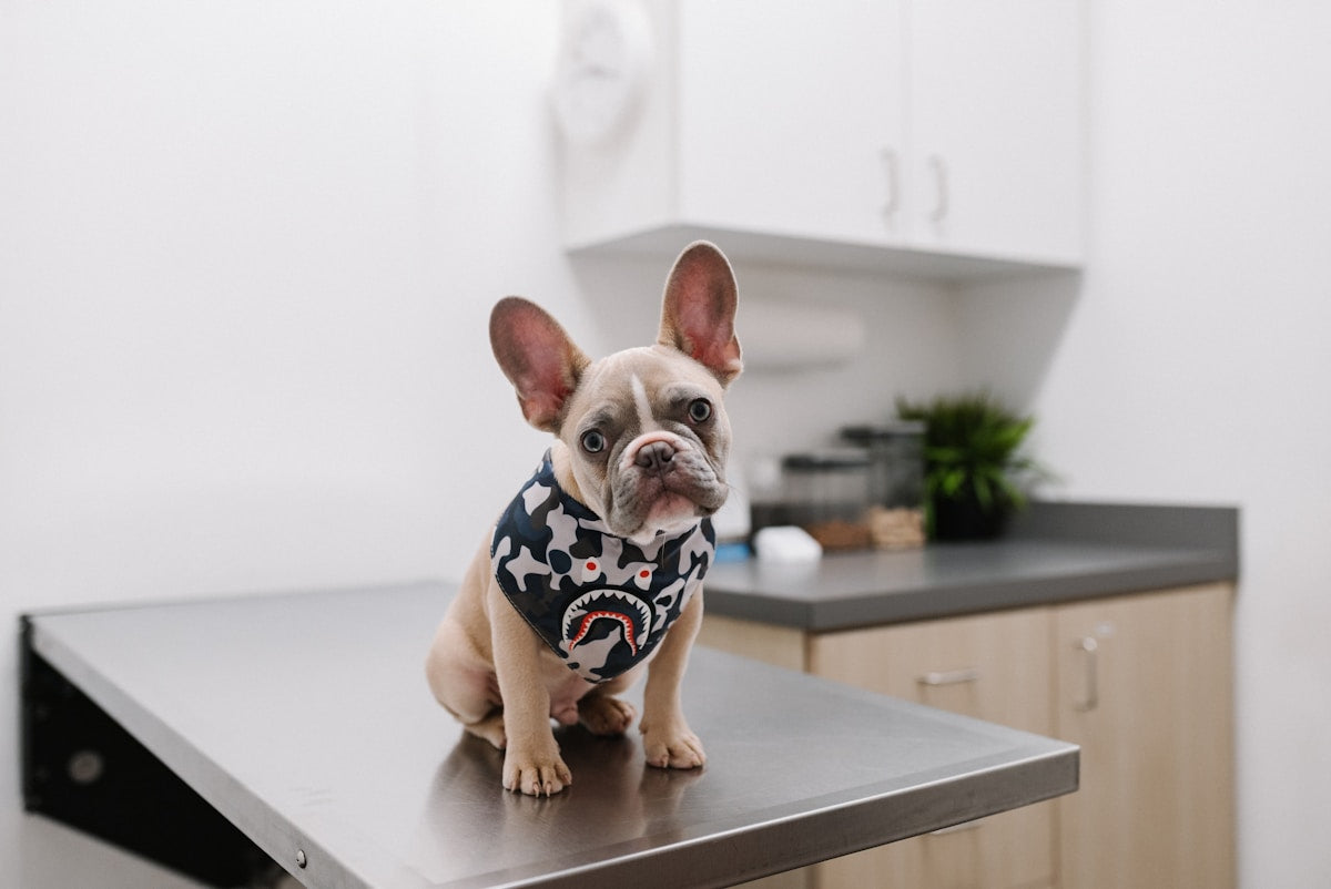 Professional Dog Teeth Cleaning Cost and What to Expect (2026)