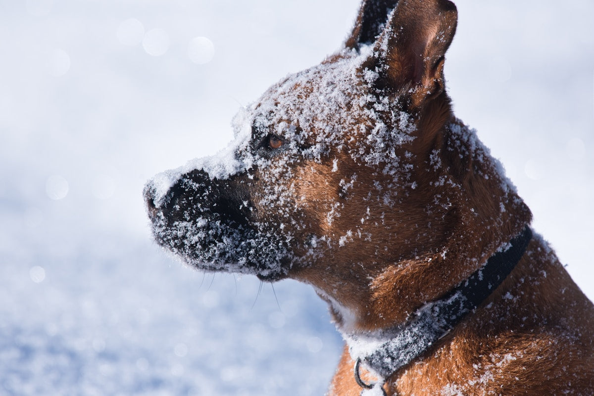 Winter Pet Dental & Ear Care Routine (2026)