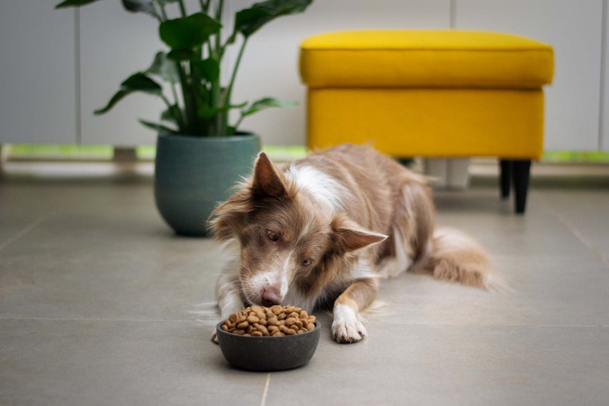 Best Supplements for Dog Dental Health: Vitamins, Probiotics & Natural Remedies (2026)