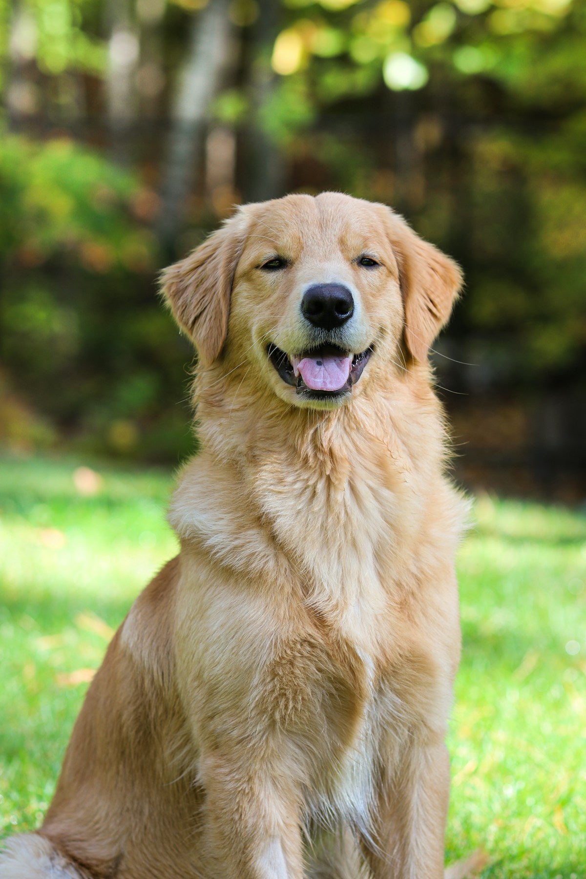 Golden Retriever dog sitting in the grass with tongue out