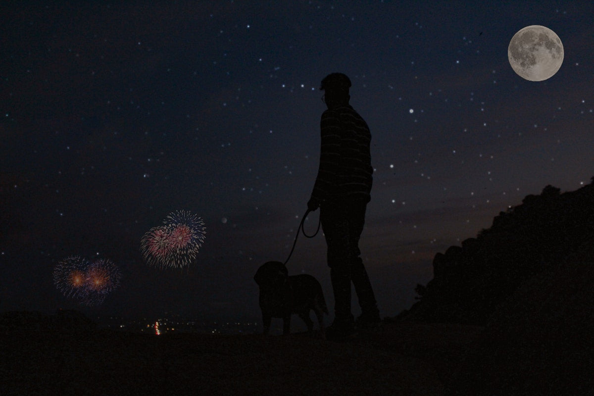 4th of July Pet Safety: How to Keep Dogs & Cats Calm During Fireworks (2026)