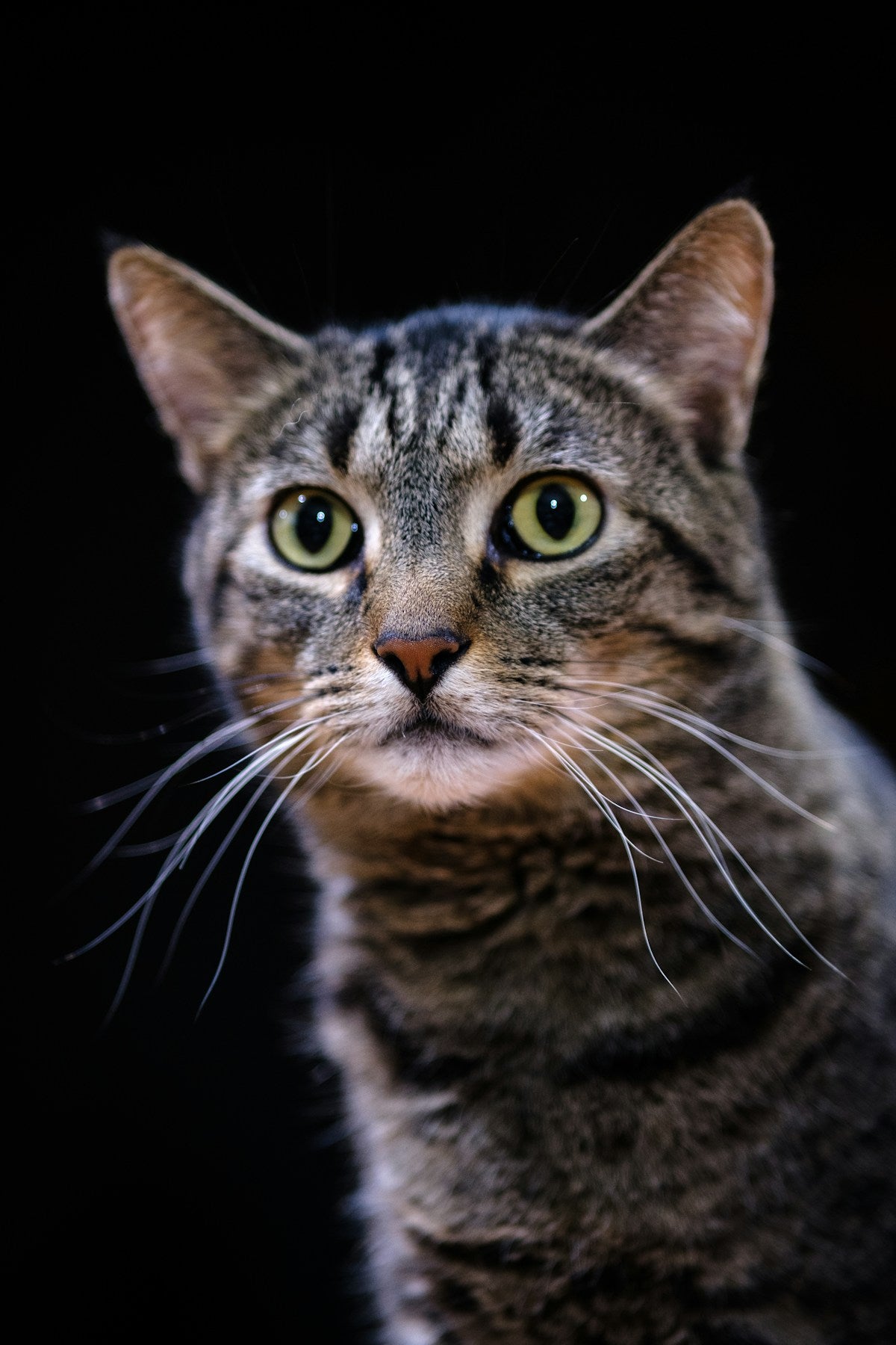 Senior Cat Dental Care: Complete Guide for Aging Cats' Teeth & Gums (2026)