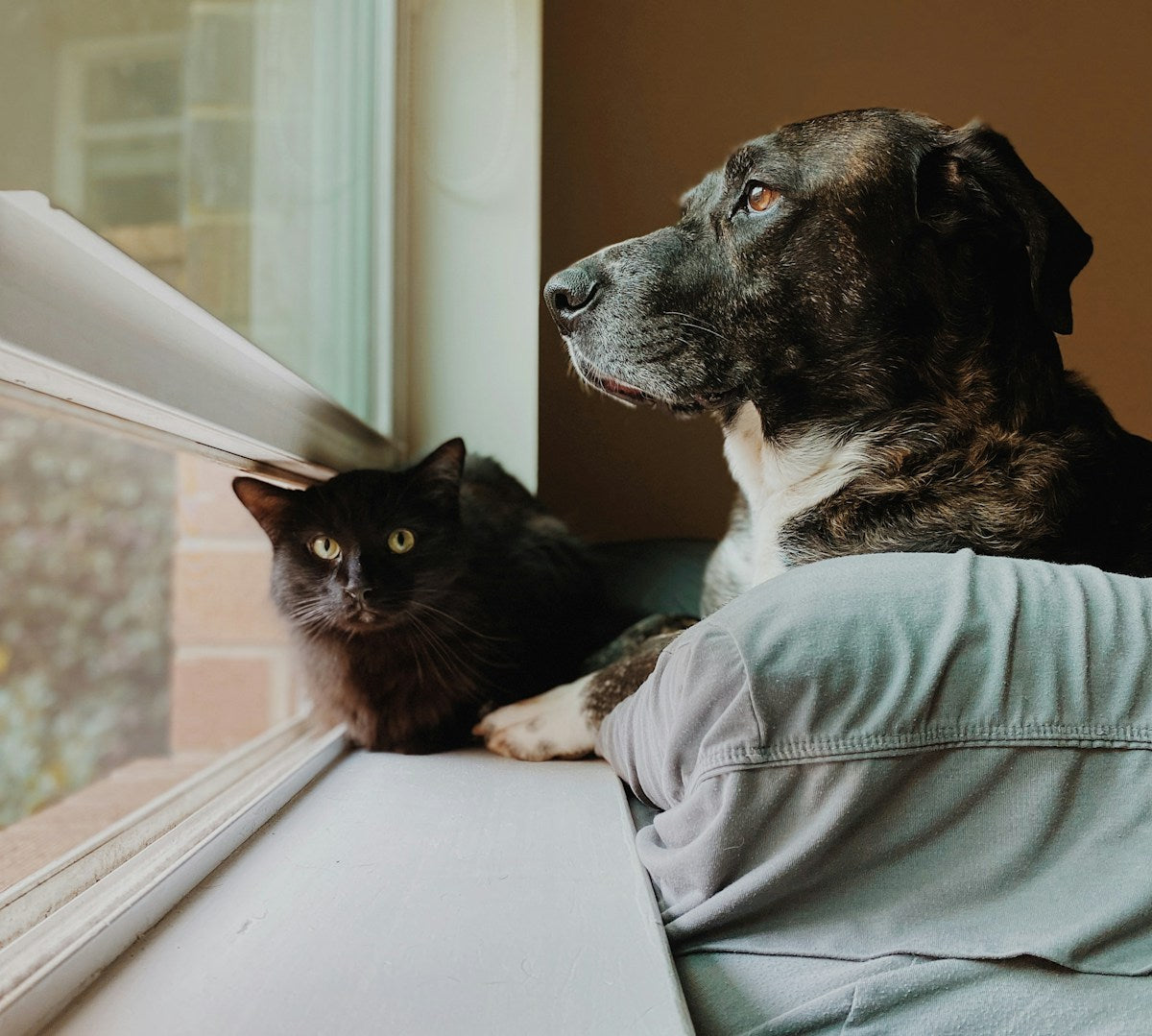 Senior Pet Oral Health: How Aging Affects Teeth, Gums & Breath (2026)