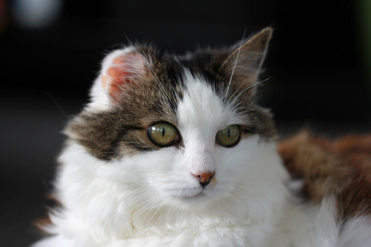 Cat Ear Discharge: What Different Colors & Textures Mean (2026)