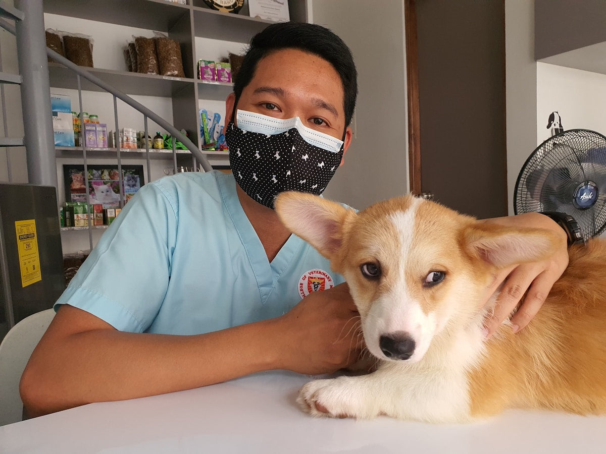 Dog Breath Smells Like Urine: Kidney Disease Guide (2026)