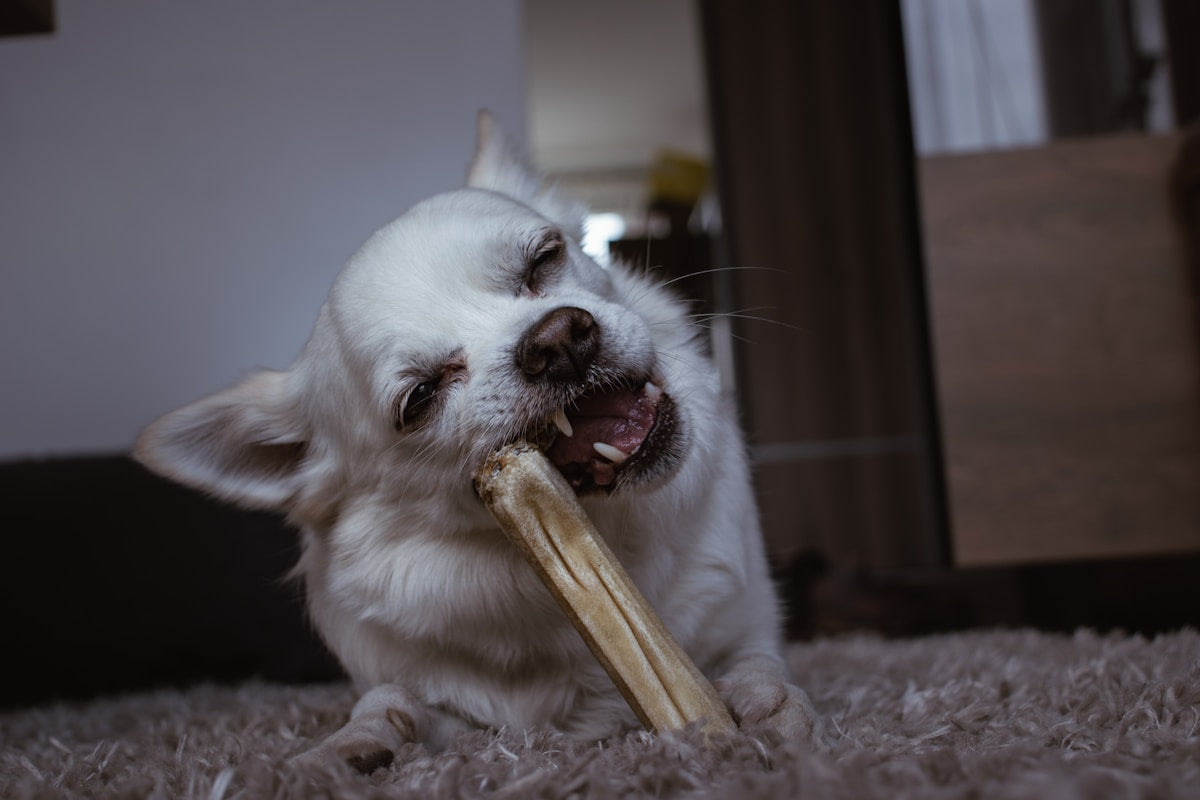 Are Dog Dental Treats Enough? What You Need to Know Before Trusting That Chew (2026)