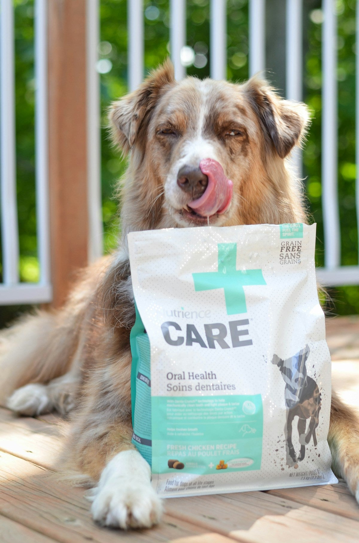 Dog holding a bag of dog food
