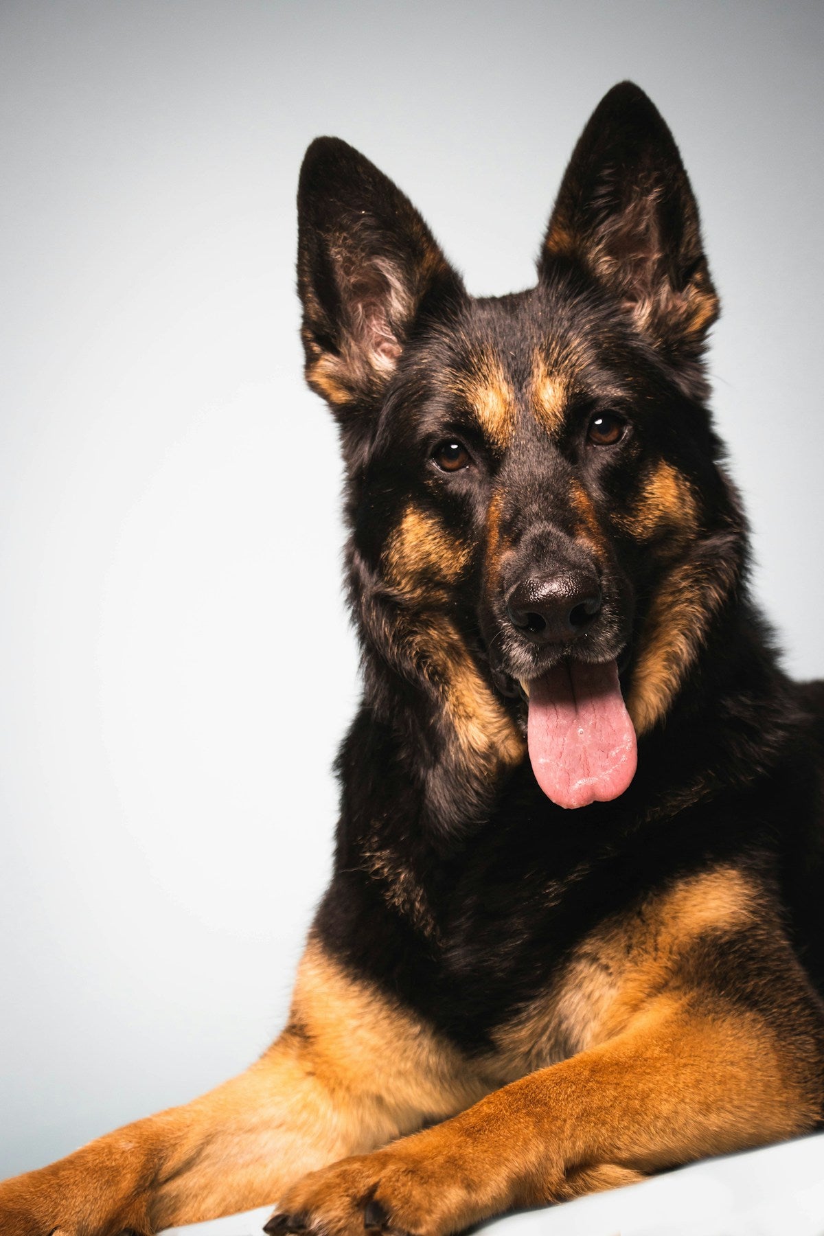 German Shepherd dog portrait for dental care guide