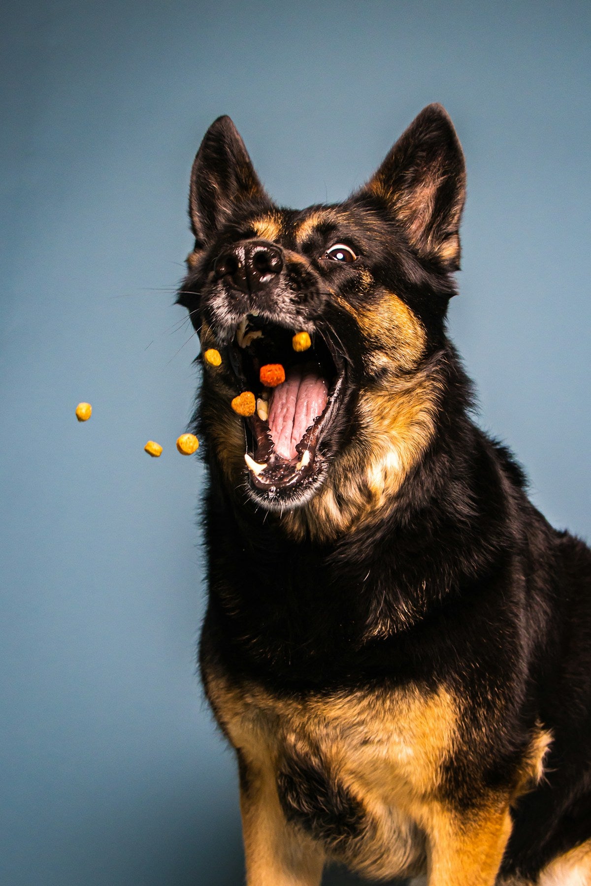 Dog eating food - dog dental care and oral health