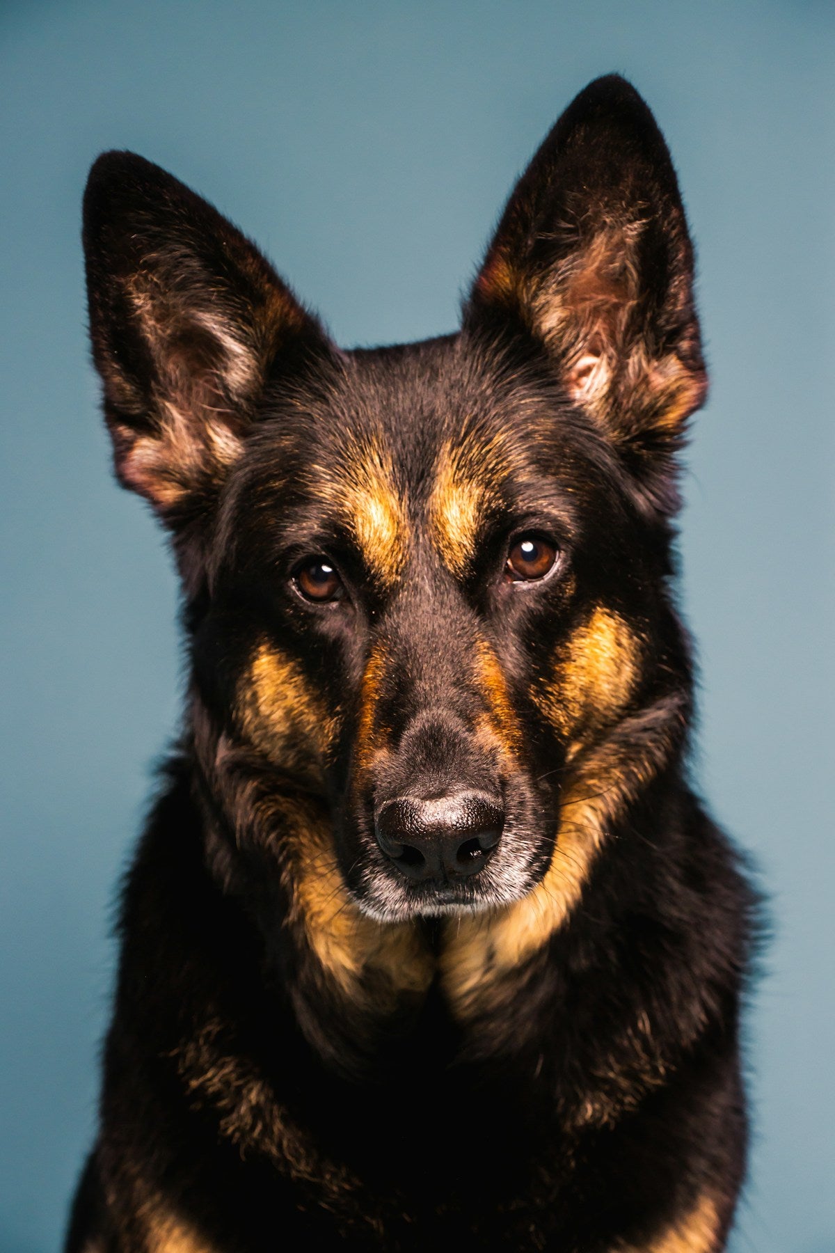 Chronic Dog Ear Infections: Why They Keep Coming Back & Long-Term Prevention (2026)