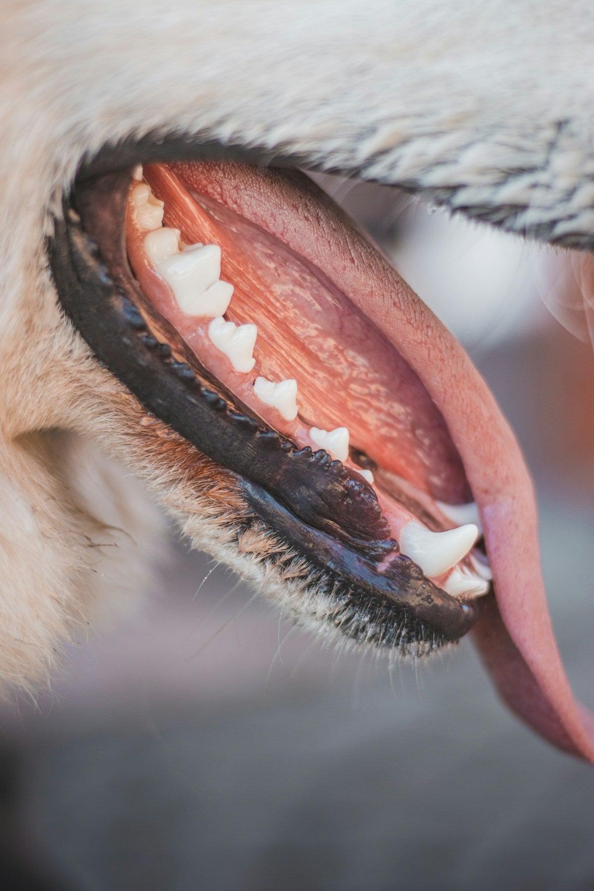 How to Choose the Right Dog Dental Product: Wipes, Powder or Kit? (2026)