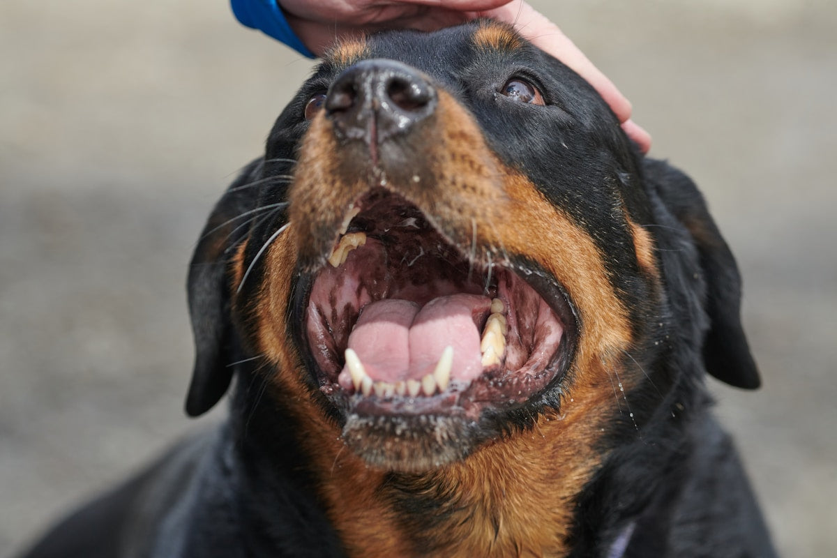 Chipped or Broken Dog Tooth: Emergency Guide & Home Care Tips (2026)