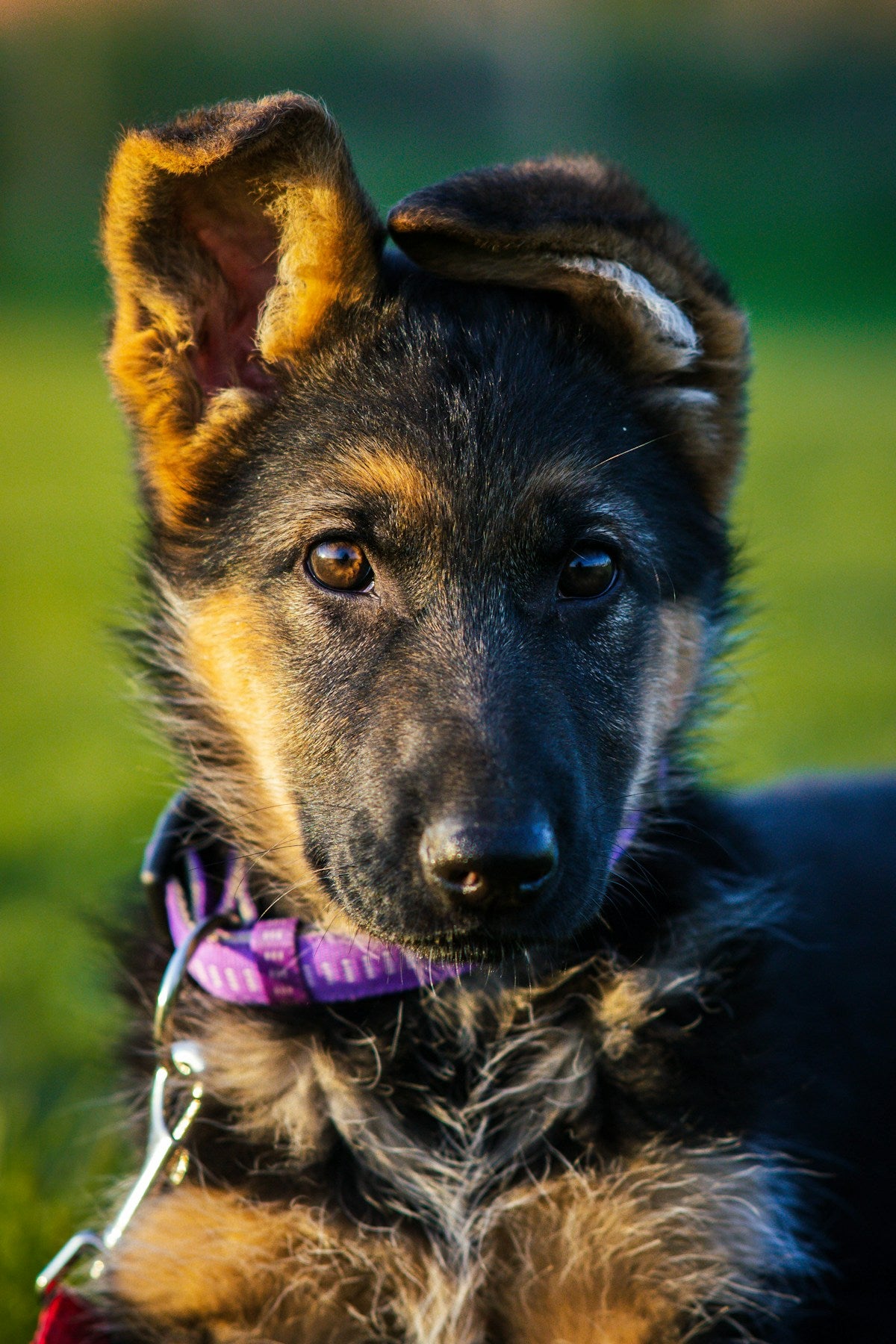 Puppy close-up