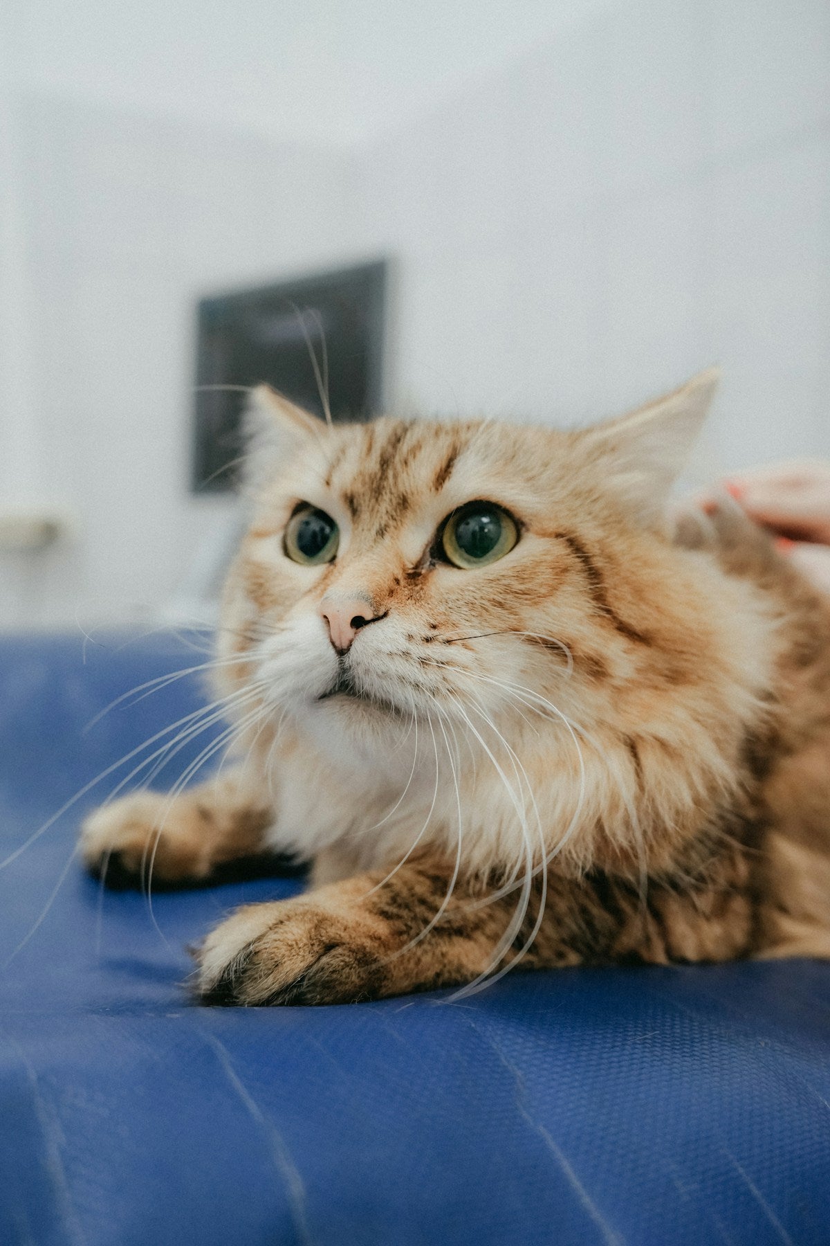 cat resting on a bed