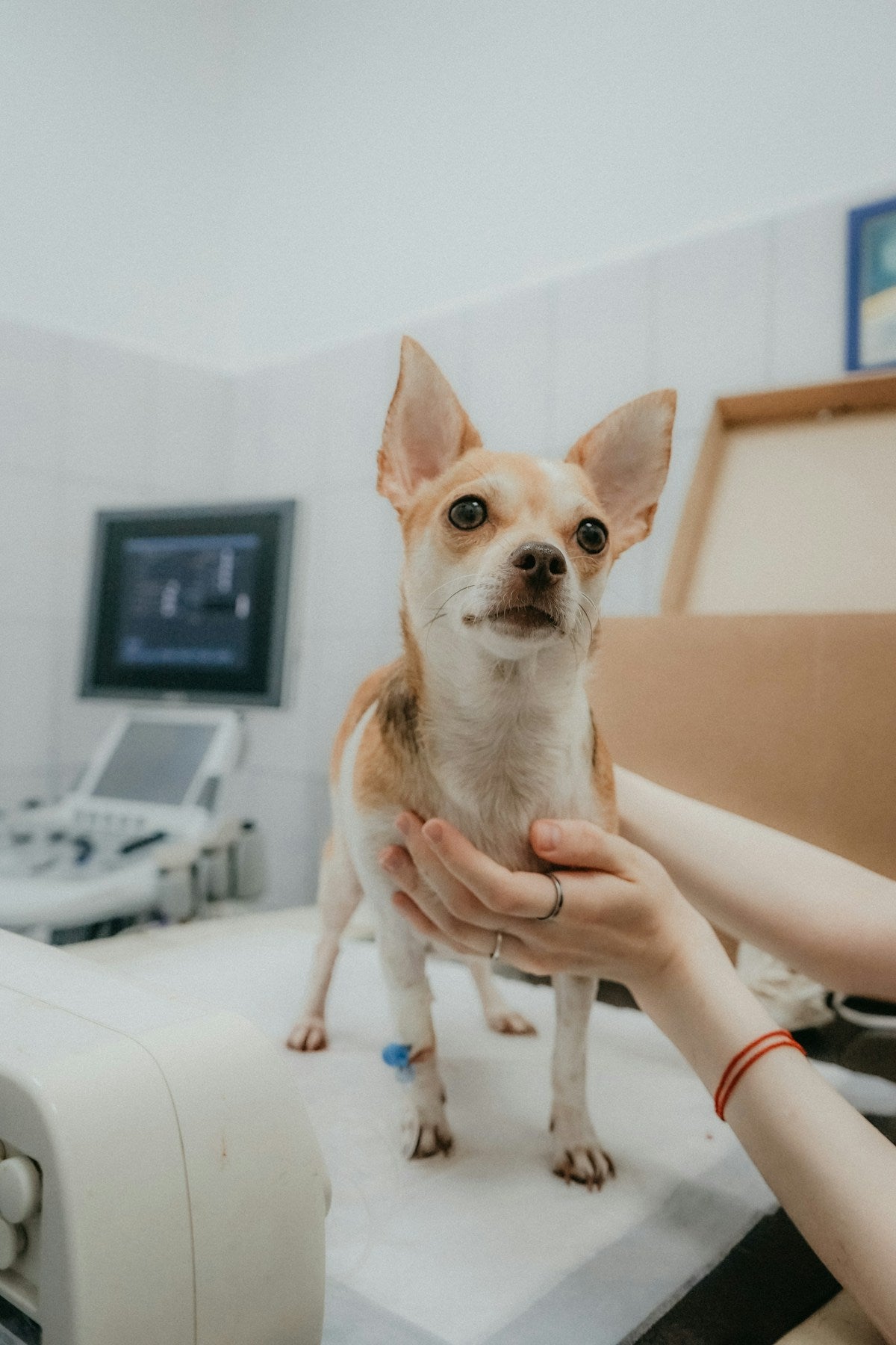 Puppy Ear Care Products: Complete Guide to Wipes, Drops & Pads for Your Young Pup (2026)