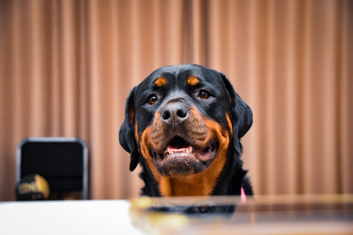 A Rottweiler dog looking directly at the camera