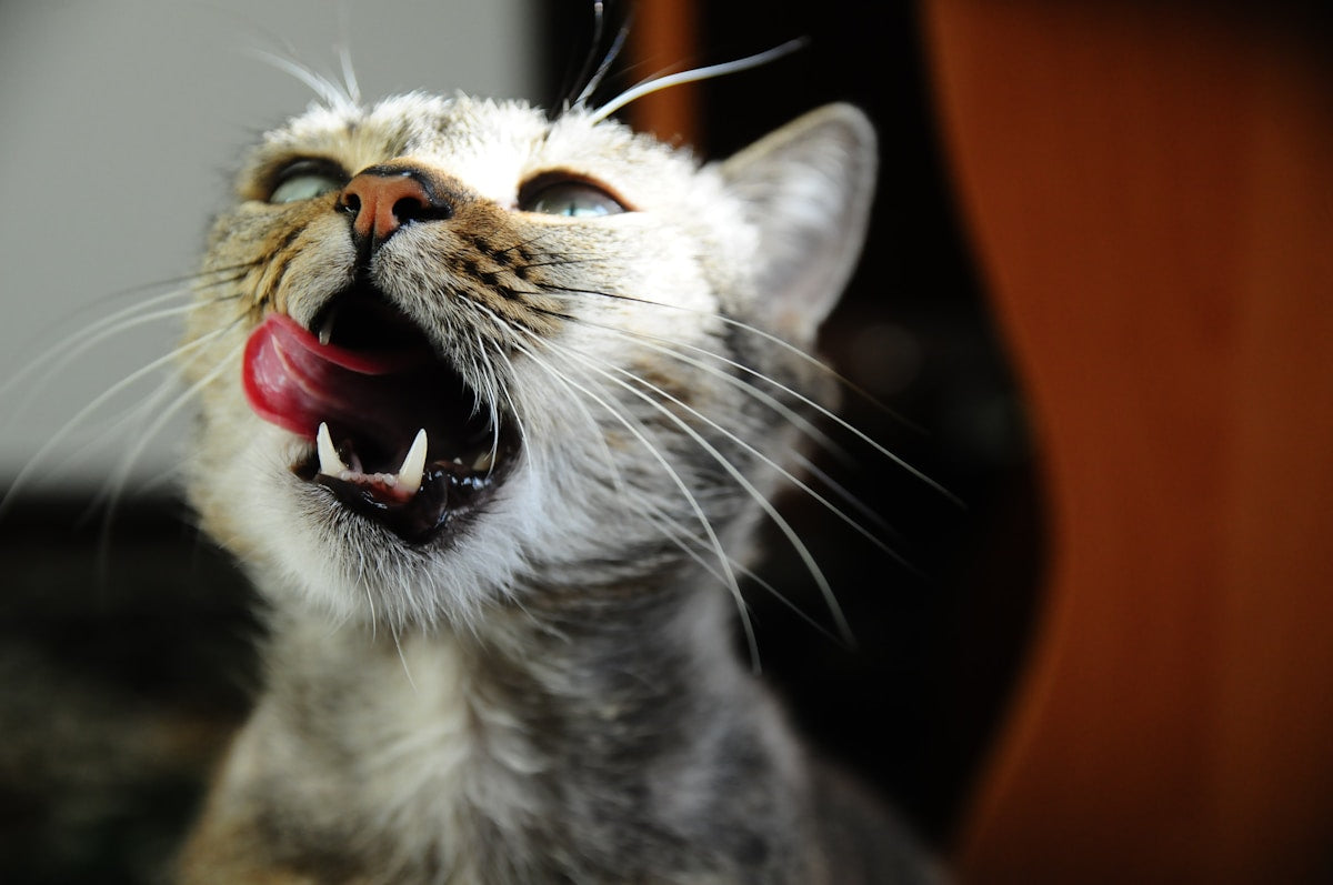 Cat with mouth open showing oral examination for tumors