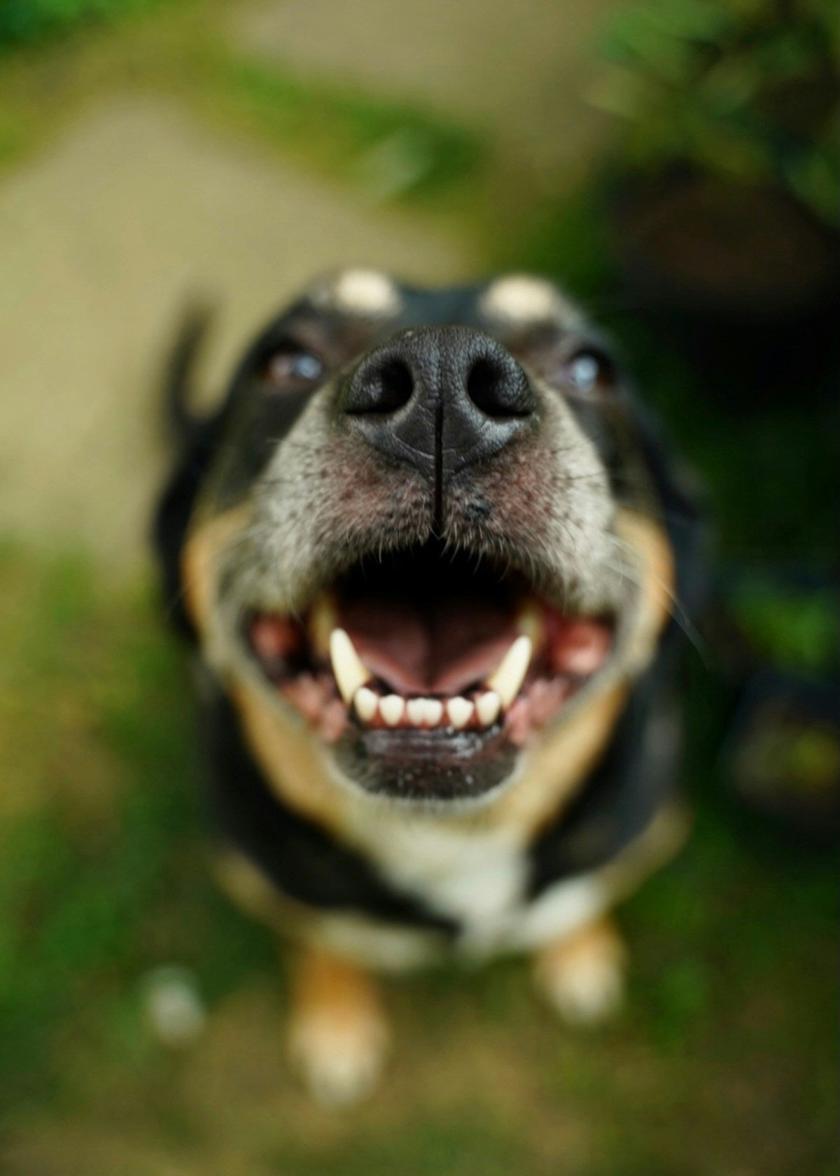 Daily Dog Dental Checklist: At-Home Routine Guide (2026)