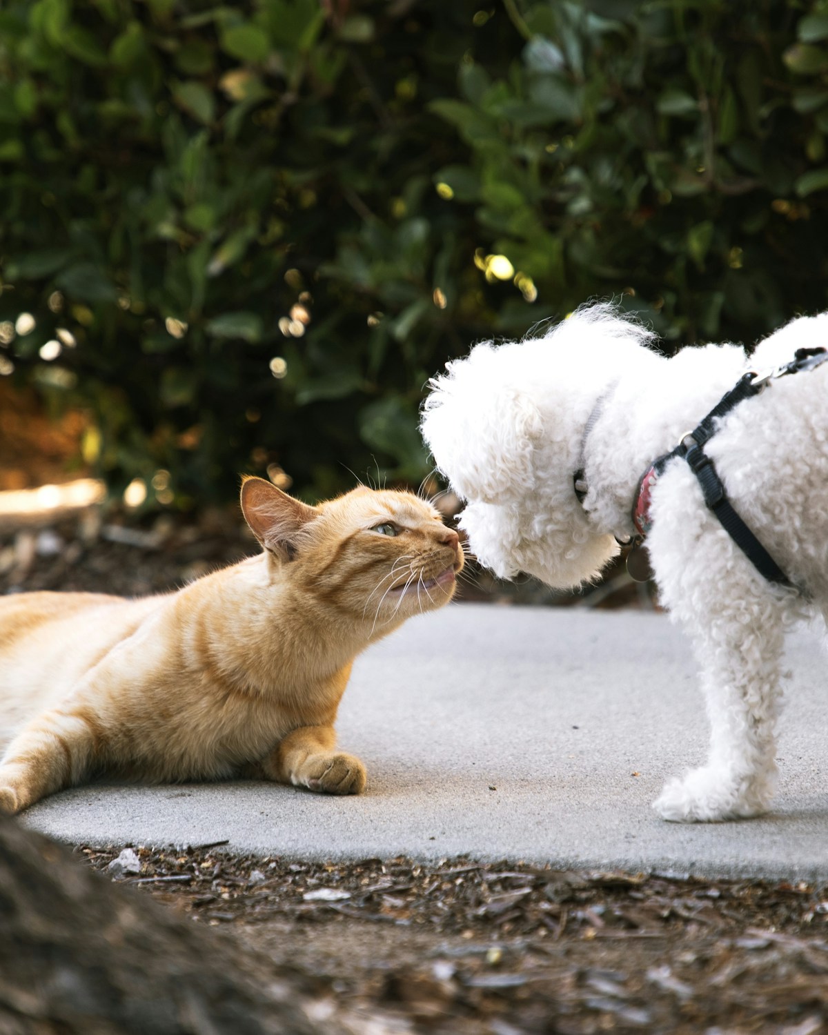 A cat and a dog sitting together