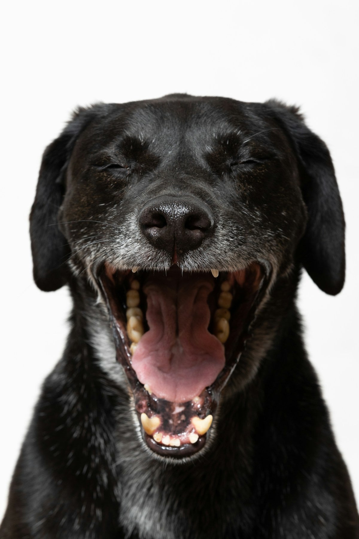 Dog Tooth Decay & Cavities: Do Dogs Get Cavities and How to Prevent Them? (2026)