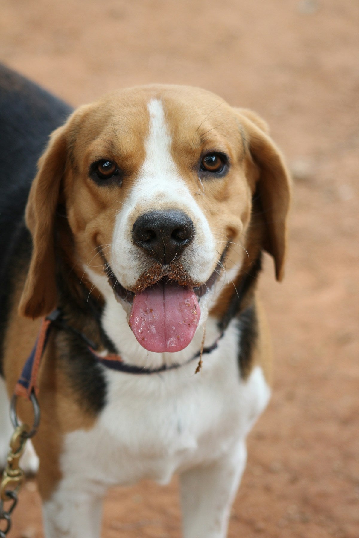 Medium Breed Dog Dental Care: Complete Guide for Beagles, Bulldogs & Beyond (2026)
